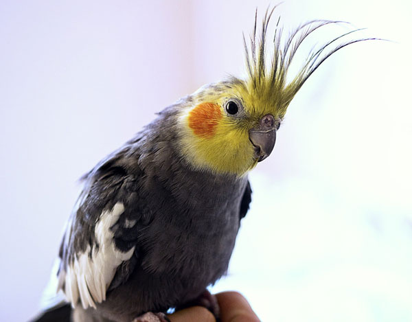 What Are Symptoms Of Cockatiels Molting