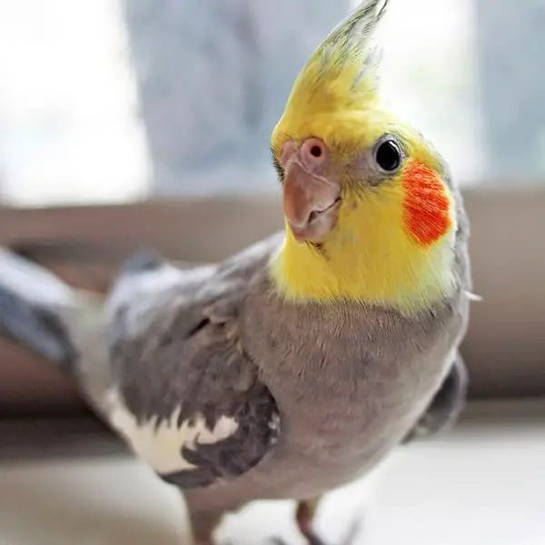 What Are The Bad Things About Keeping A Cockatiel