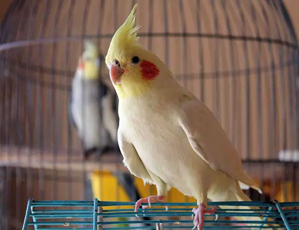 What Are The Best Things About Owning A Cockatiel