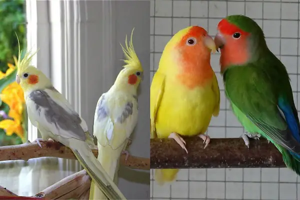 What Are The Differences Between Cockatiel and Lovebird