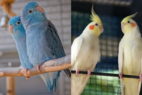 What Are The Differences Between Parrotlets and Cockatiels