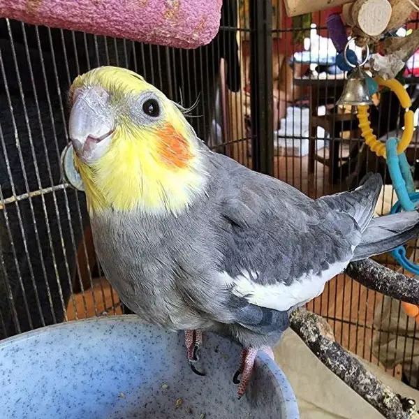 What Are The Reasons For Head-Bobbing In Female Cockatiels
