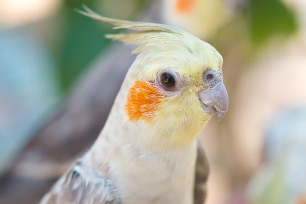 What Are The Signs That Your Cockatiel Doesn't Like You