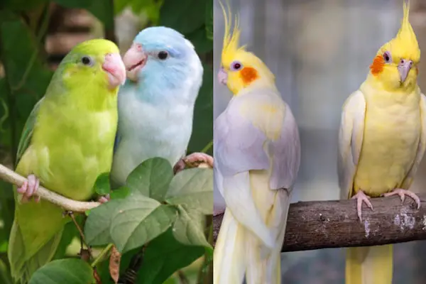 What Are The Similarities Between a Parrotlet and a Cockatiel