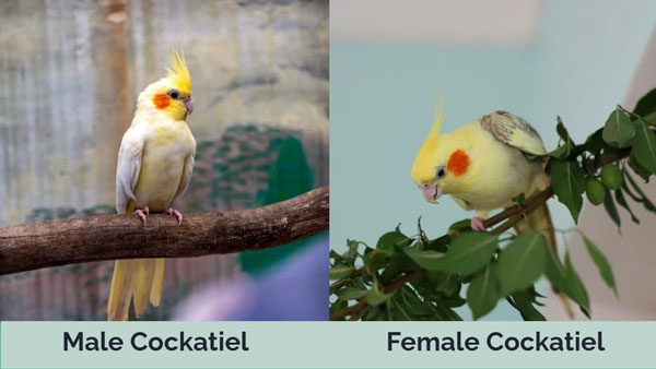 What Are the Differences Between Male and Female Cockatiels