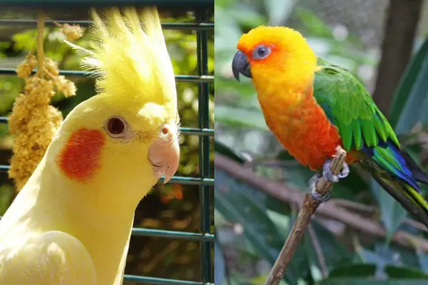 What Are the Differences Between a Cockatiel and a Conure