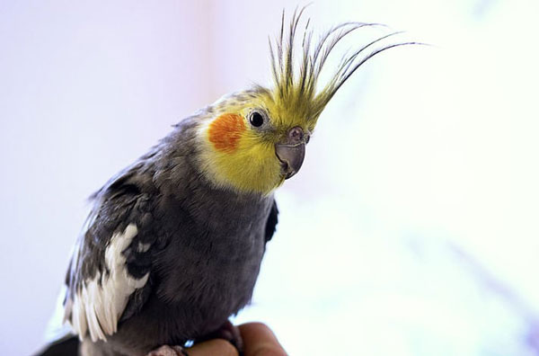 What Are the Precautions to Avoid Sudden Death on Your Cockatiel