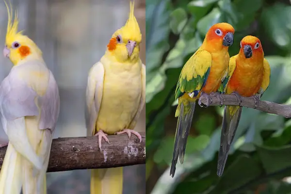 What Are the Similarities Between Cockatiels and Conures