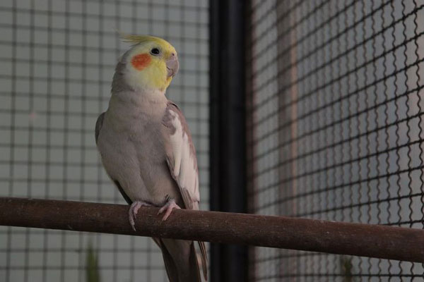 What Causes Abnormal Droppings in Cockatiels