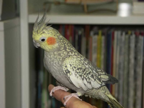 What Causes Cockatiel Feathers to Look Bad
