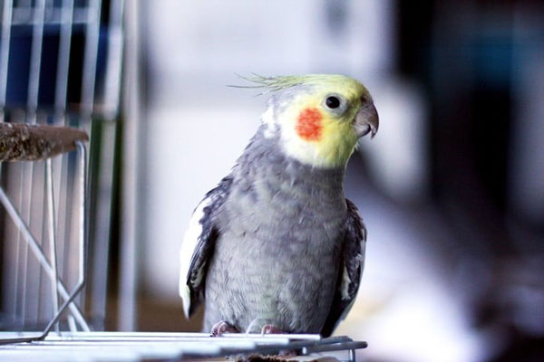 What Causes Cockatiels To Molt