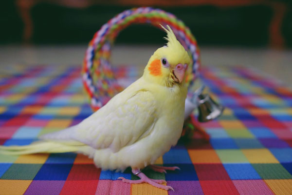 What Do the Feathers of A Healthy Cockatiel Look Like