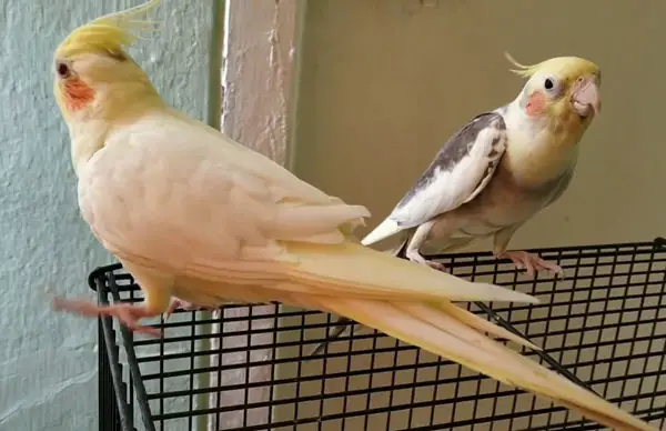 What Does It Mean When My Cockatiel Bobs Its Head