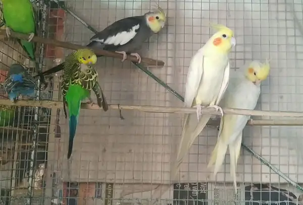 What Is The Normal Temperature For Budgies And Cockatiels