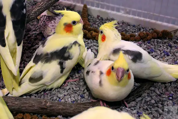 What Is The Temperature Range For Baby Cockatiel