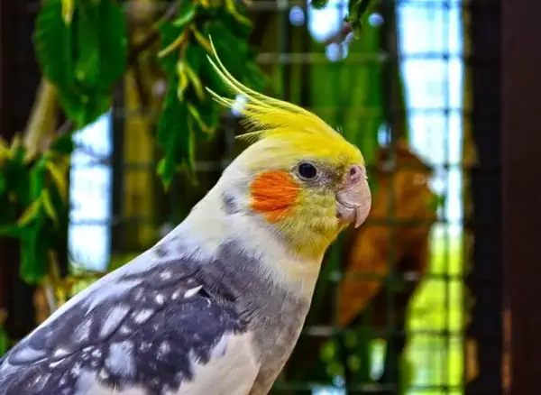 What Is the Ideal Cockatiel Temperature Range