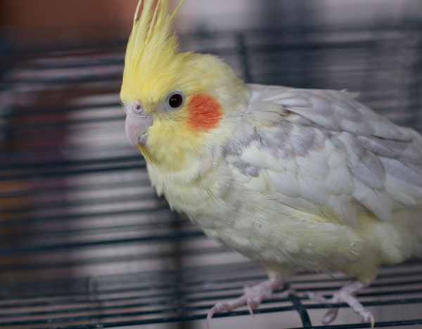 What Should I Do If My Cockatiel Has Eaten Poop