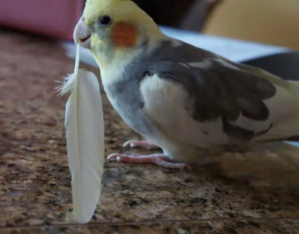 What Should You Do If Your Pet Cockatiel Molts