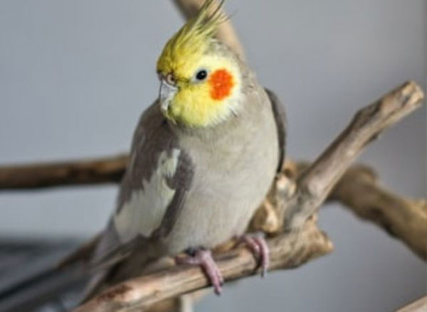 What Sounds Can Cockatiels Mimic
