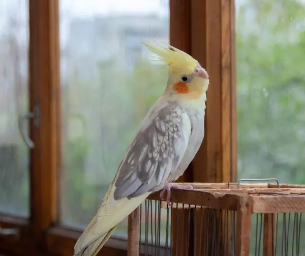 What Temperature Is Too Cold For A Cockatiel