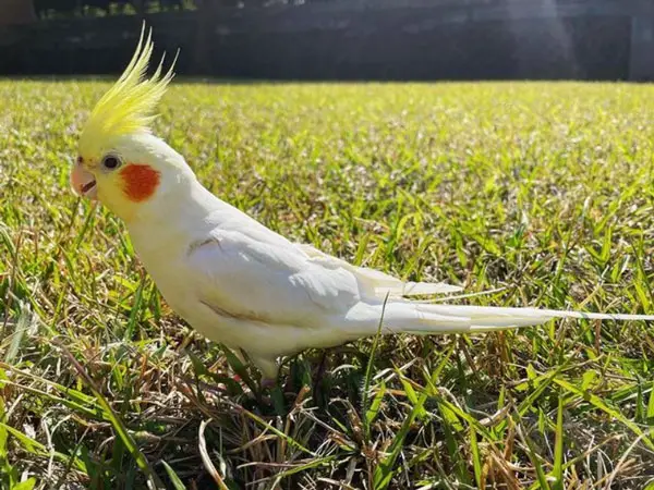 What Temperature Is Too Hot For Cockatiels
