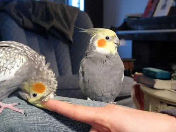 What To Do To Stop Cockatiels From Fighting