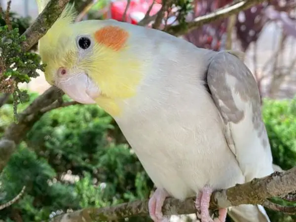What You Should Do When Your Cockatiel Has Cold Feet