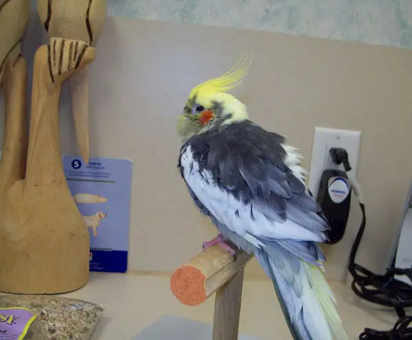 What are the Symptoms of a Sick Cockatiel