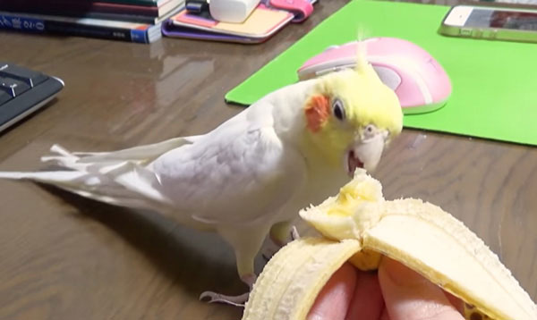 What to Feed Cockatiels When They Are Cold