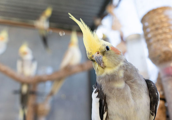 What to do if your cockatiel is scared of you