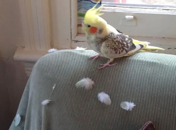 When Do Cockatiels Molt