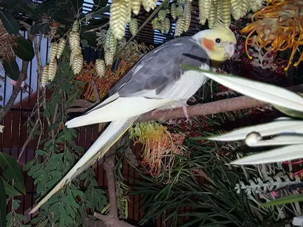 When Not To Clip Cockatiels’ Wings