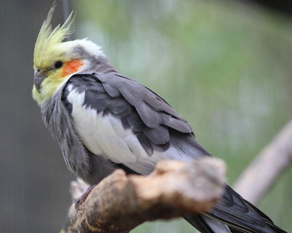 When to Take Your Cockatiel to a Vet