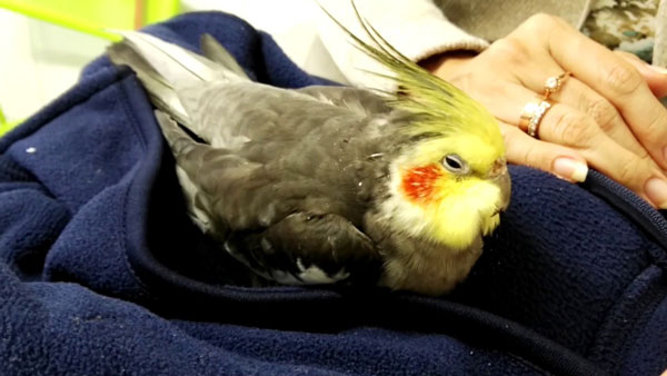 When to take a dying cockatiel to a vet