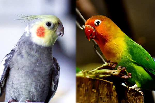 Which Is Better Cockatiel Vs Lovebird