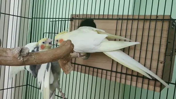 Why Are My Cockatiels Fighting Each Other