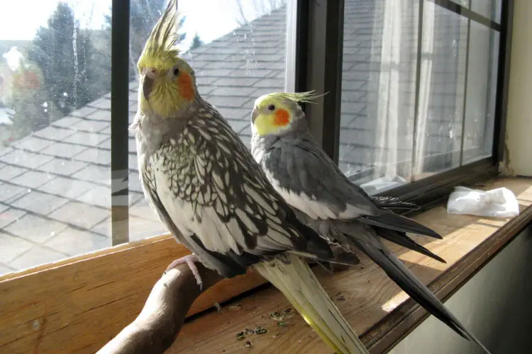 Why Do Cockatiel Feathers Look Bad