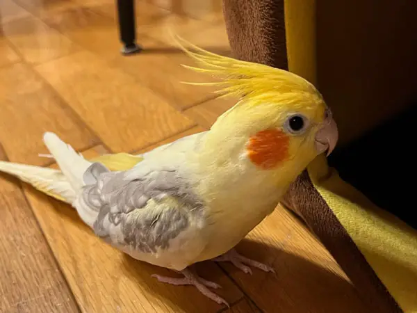 Why Do Cockatiels Eat Their Poop