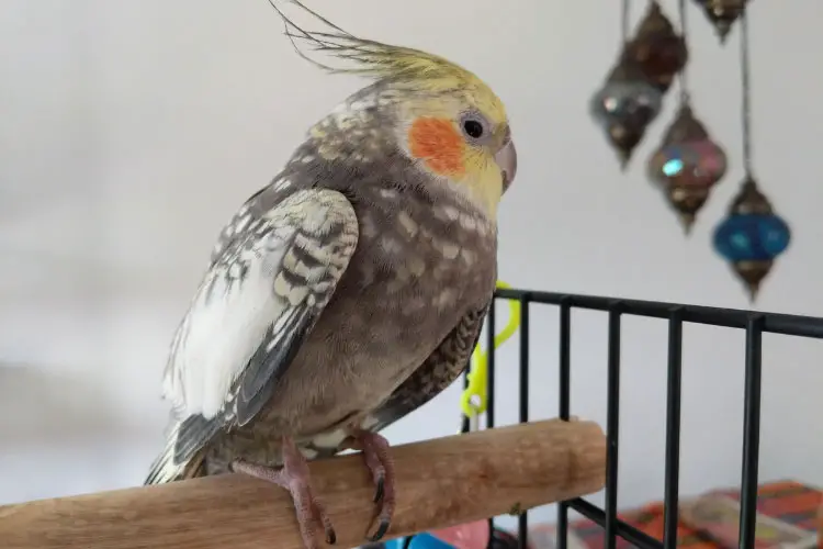 Why Do Cockatiels Eat Their Poop