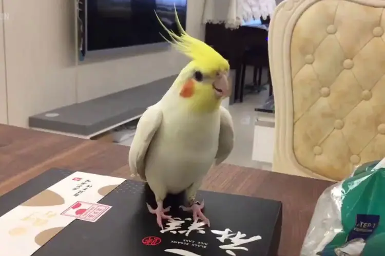 Why Do Cockatiels Tap Their Beaks