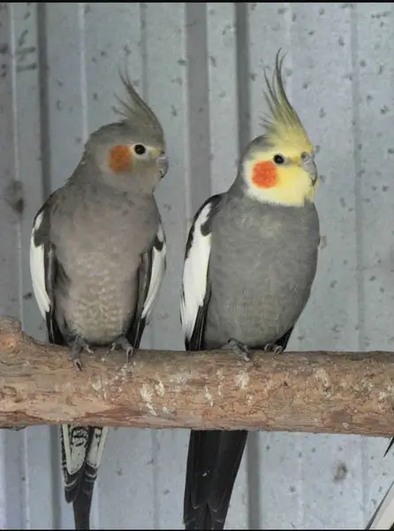 Why Do Male Cockatiels Bob Their Heads