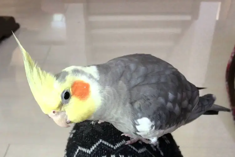 Why Does My Cockatiel Bob Its Head