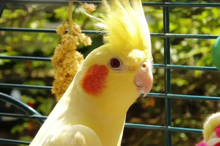 Why Does My Cockatiel Face The Wall