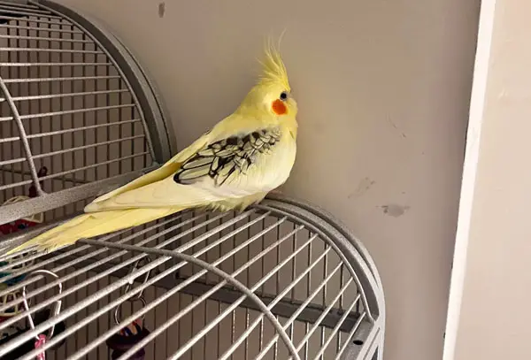 Why Does My Cockatiel Face The Wall