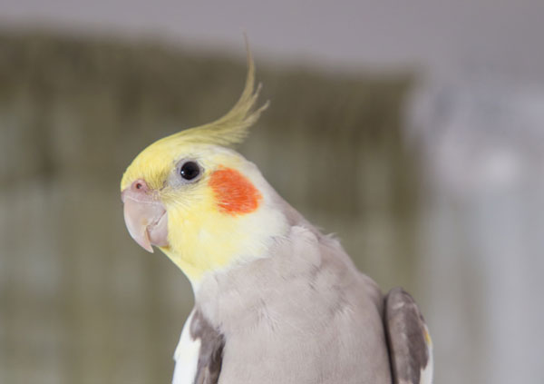 Why Does My Cockatiel Tap His Beak