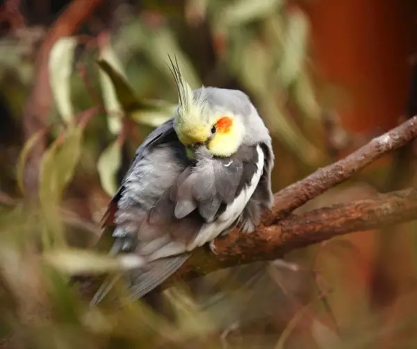 Why Is My Cockatiel Yawning And Shaking Its Head