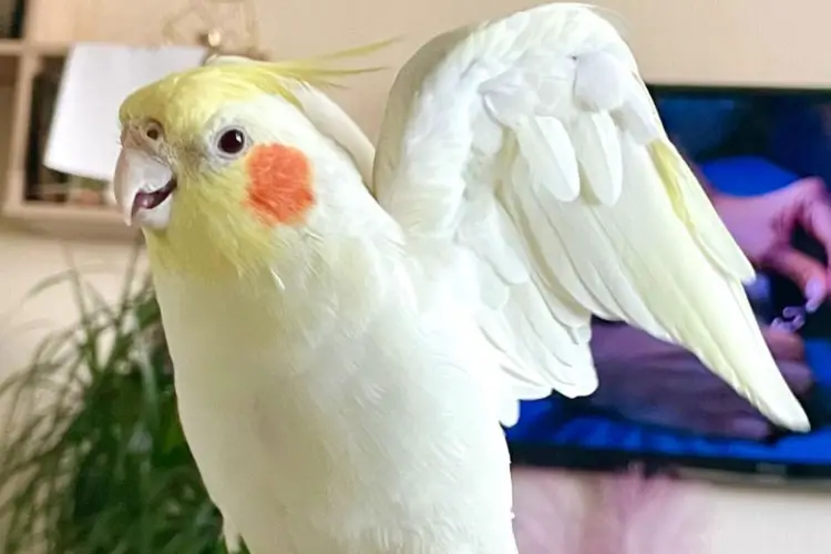 Why Is My Cockatiel Yawning And Shaking Its Head