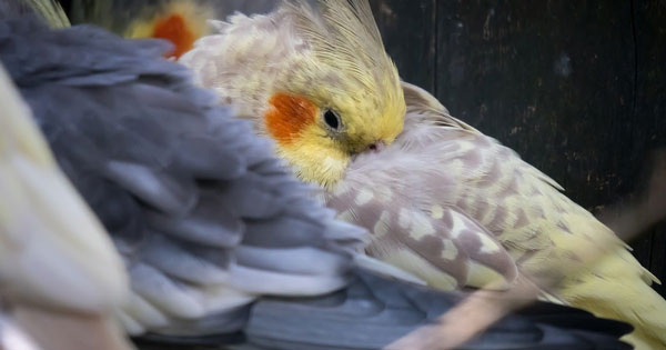 Why My Cockatiel Died Suddenly