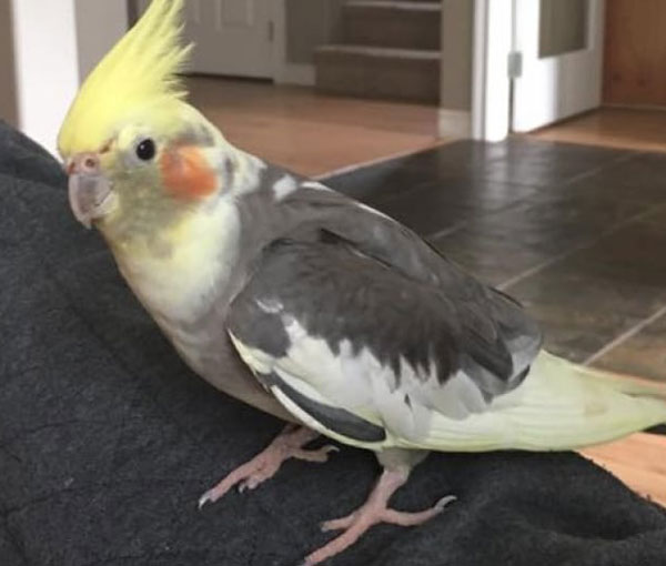 Why Your Cockatiel Might Have Cold Feet
