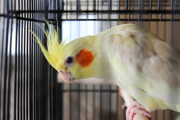 Why is My Cockatiel Coughing